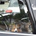 1963 GMC Fenderside thumbnail