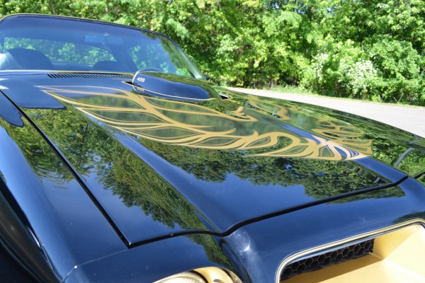 screaming chicken emblem on a 1976 pontiac trans am hood