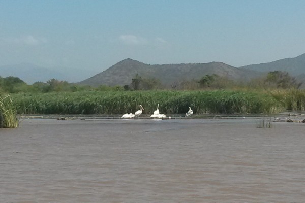 view from a marsh in an African wildlife refuge