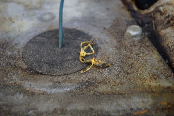 dead lizard skeleton in an old truck engine